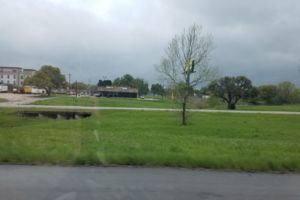 Photo of Flatonia